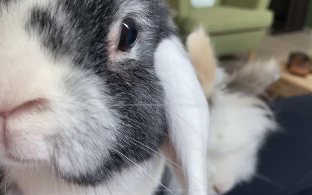 Ik kocht een konijn bij een tuincentrum. Dat was helemaal verkeerd.